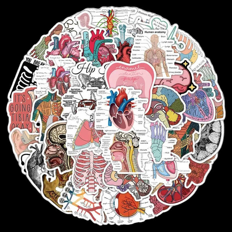 Lot of 50 Medical Anatomy Stickers - The Salty Medic