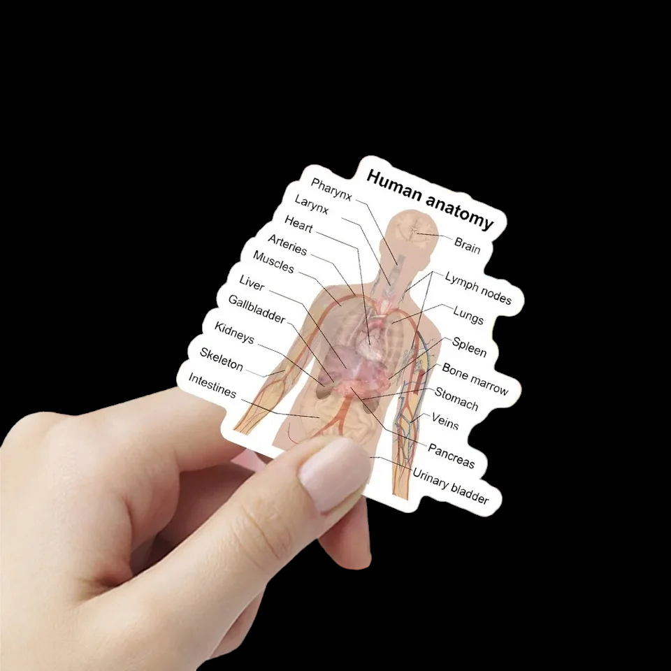 Lot of 50 Medical Anatomy Stickers - The Salty Medic